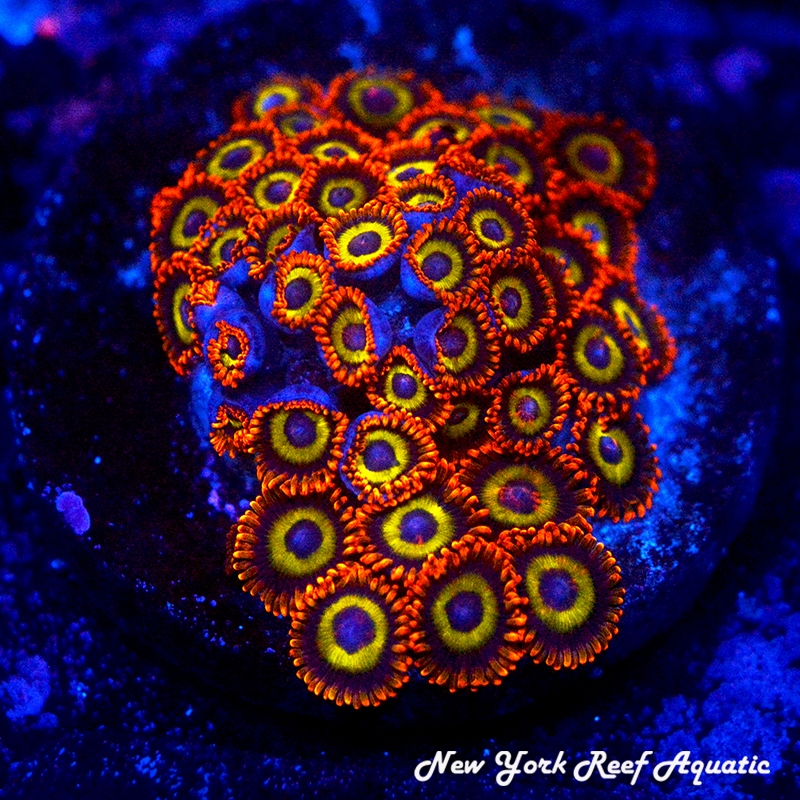 Fruit Loops Zoanthids
New York Reef Aquatic
Zoanthids