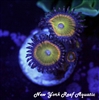 Funny D Zoanthids