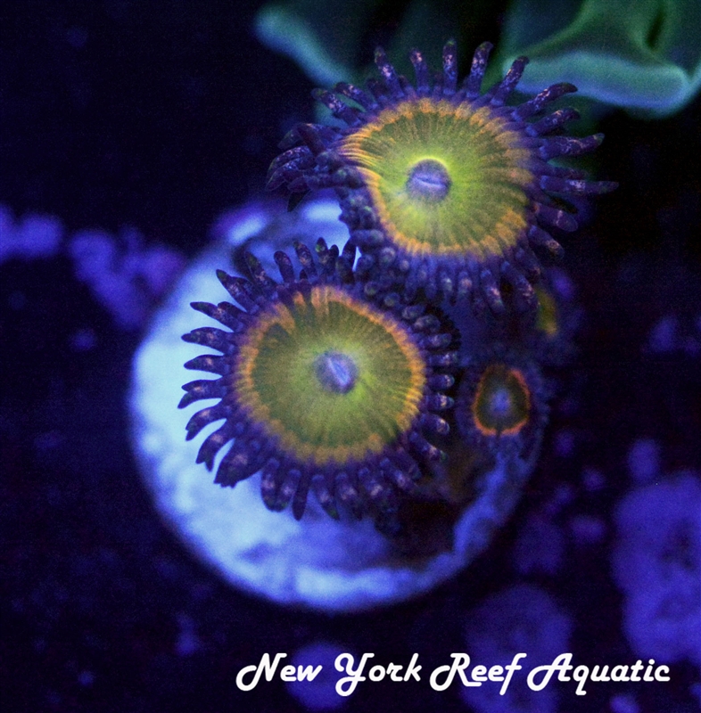 Funny D Zoanthids