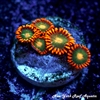 Gatorade Zoanthids
New York Reef Aquatic
Zoanthids