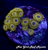 Golden Hornet 5-8 Polyp Frag