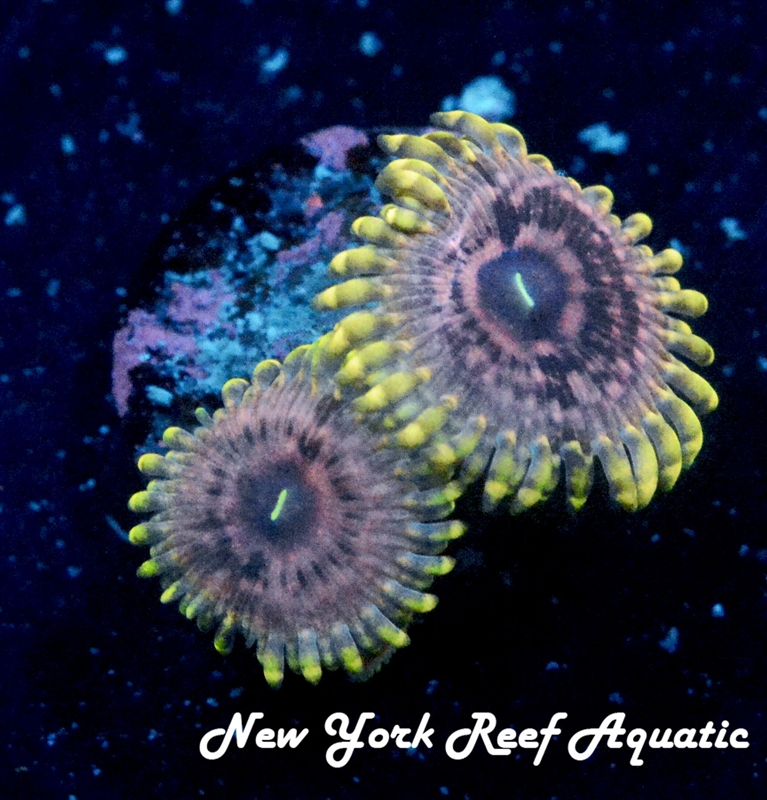 Guano
New York Reef Aquatic
Zoanthids