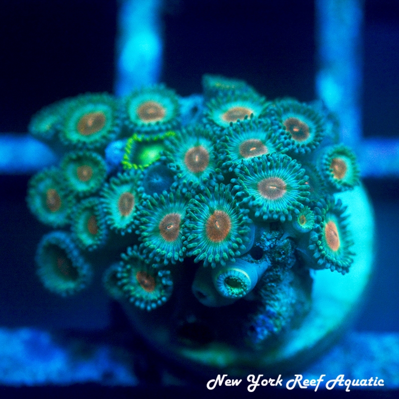 Miami Vice Zoanthids
New York Reef Aquatic
Zoanthids
NYRA