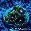 JawBreaker Hornet Zoanthids
New York Reef Aquatic
Zoanthids