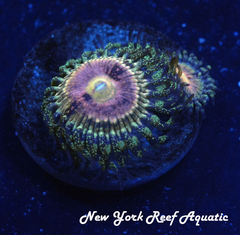 Kamikaze Kush Zoanthid