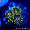 Lemon Laser Zoanthids
New York Reef Aquatic
Zoanthids