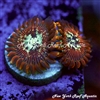 Magician Zoanthids
New York Reef Aquatic