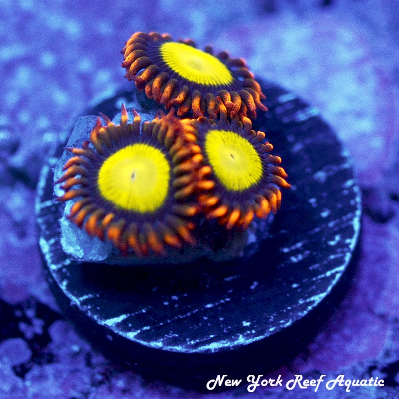 Mandarin Orange Zoanthids
New York Reef Aquatic
Zoanthids