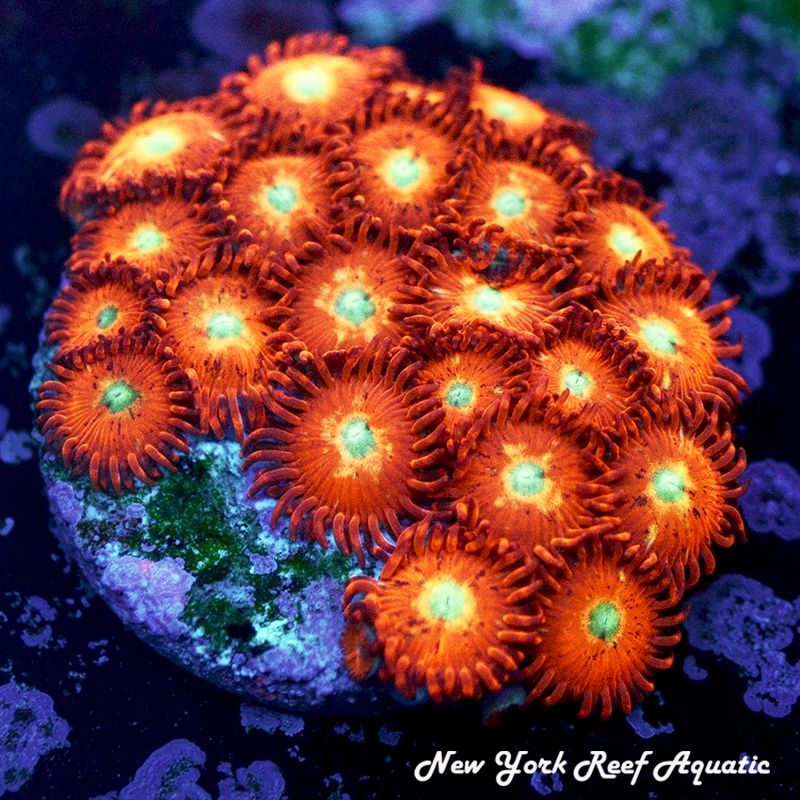 Mars Alien Zoanthids
Zoanthids
New York Reef Aquatic