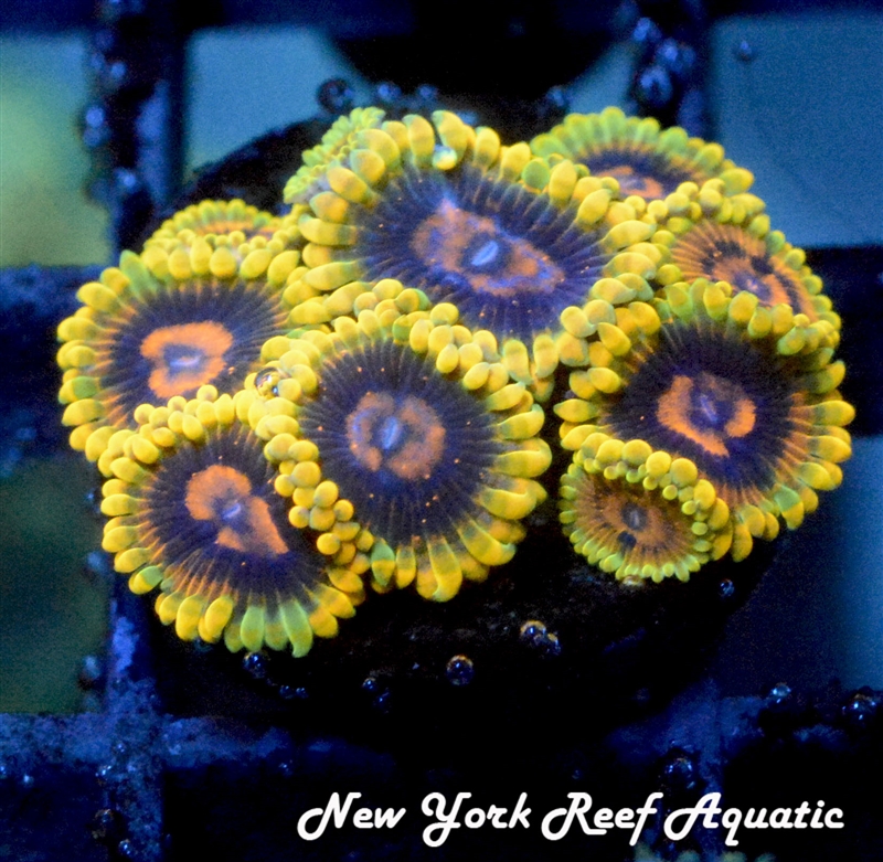 Mind Trick Zoanthids - 3-4 Polyp Frag - SALE SPECIAL!