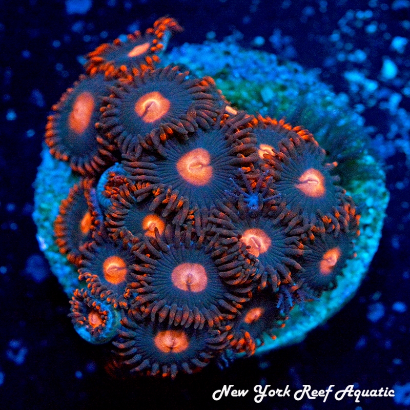 My Clementine Zoanthids 
New York Reef Aquatic
NYRA
Corals
Reef
Zoanthids