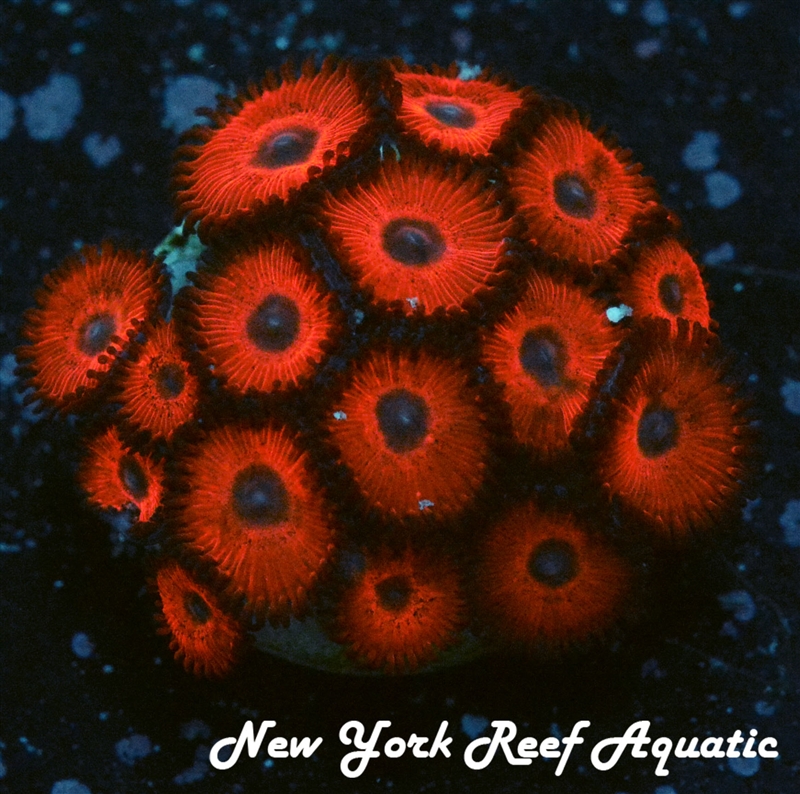 NYRA Cherry Bomb Zoanthids