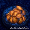 NYRA Inferno Zoanthid