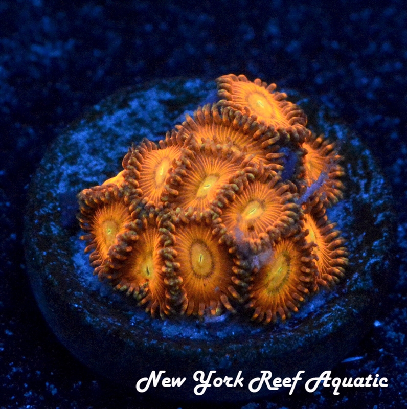 NYRA Inferno Zoanthid