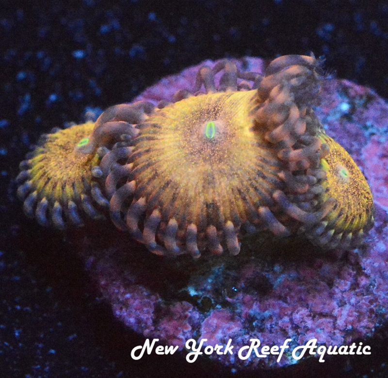 NYRA Pink Panther  - 4-5 polyp fragZoanthids
