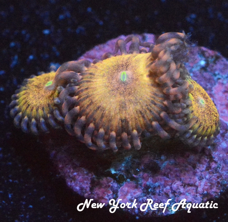 NYRA Pink Panther Zoanthid