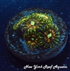 NYRA Thunderbird Zoanthid