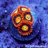 Orange Blondie Zoanthids
New York Reef Aquatic
Zoanthids