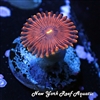 Orange People Eater Zoanthid