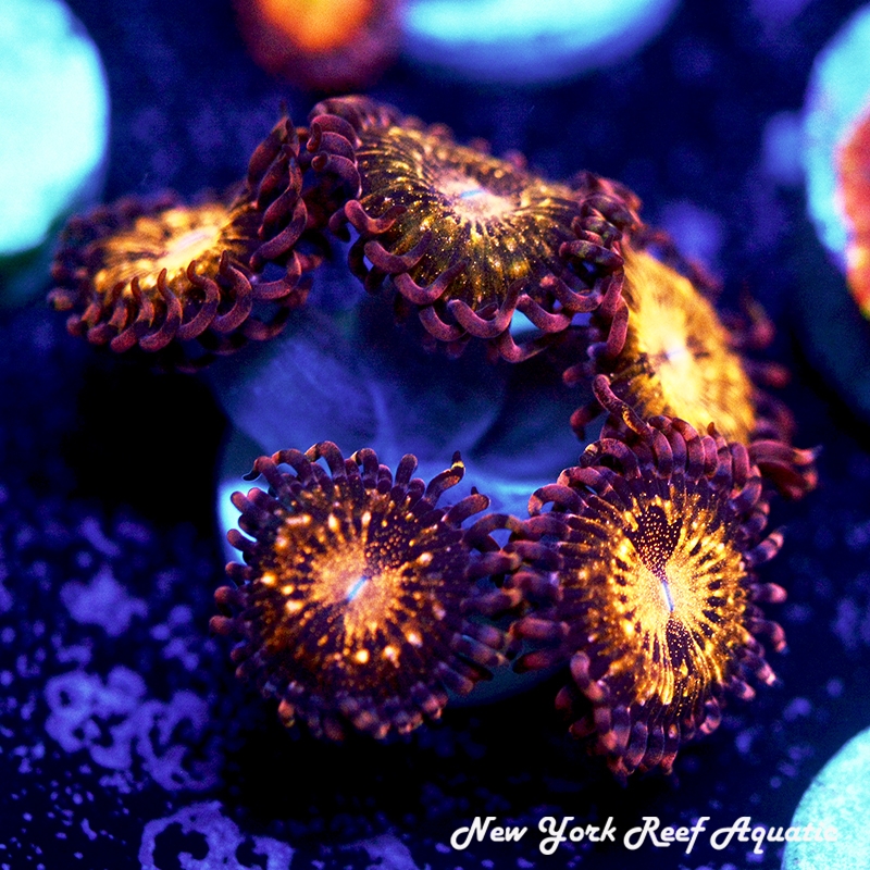 Pandora Zoanthids
New York Reef Aquatic
Zoanthids