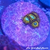 Pikachu Zoanthids
New York Reef Aquatic
Zoanthids