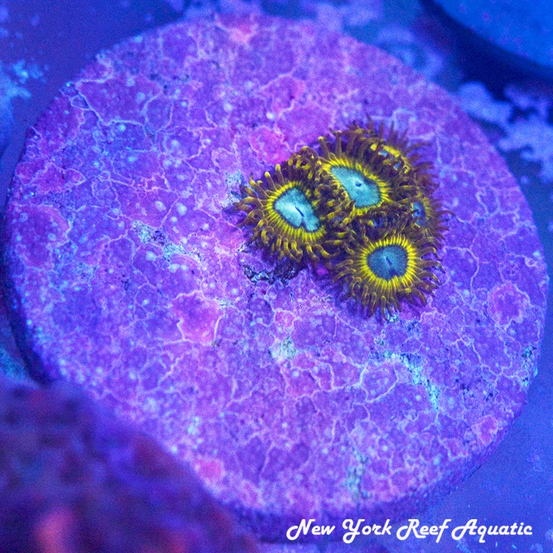 Pikachu Zoanthids
New York Reef Aquatic
Zoanthids