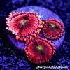 NYRA Playboy Bunny Zoanthids
New York Reef Aquatic