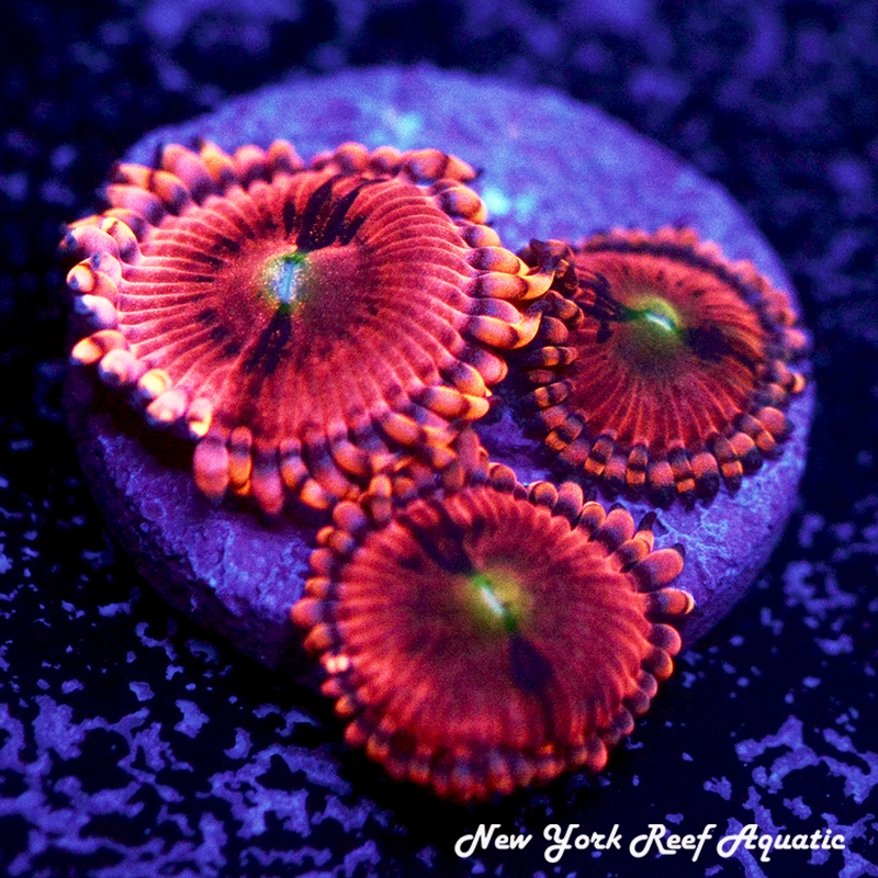 NYRA Playboy Bunny Zoanthids
New York Reef Aquatic