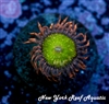 Poison Ivy Zoanthid - 3 Polyp Frag - Special!