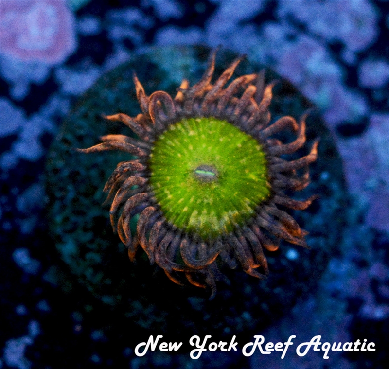 Poison Ivy Zoanthid - 3 Polyp Frag - Special!