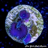 Purple Death Zoanthids
New York Reef Aquatic
Zoanthids