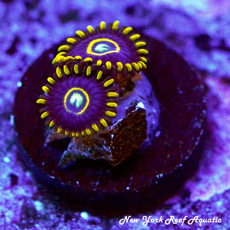 Purple Hornet Zoanthids
New York Reef Aquatic
Corals
Zoanthids