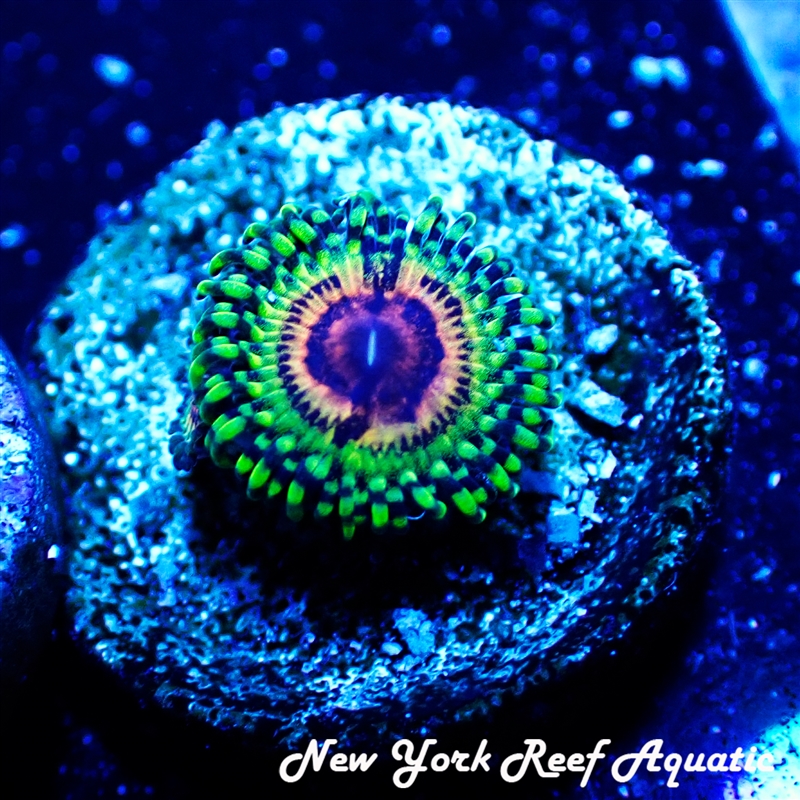 Rainbow Eclipse Zoanthid
New York Reef Aquatic
Zoanthids