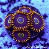 Rainbow Hornet Zoanthids
New York Reef Aquatic
Zoanthids