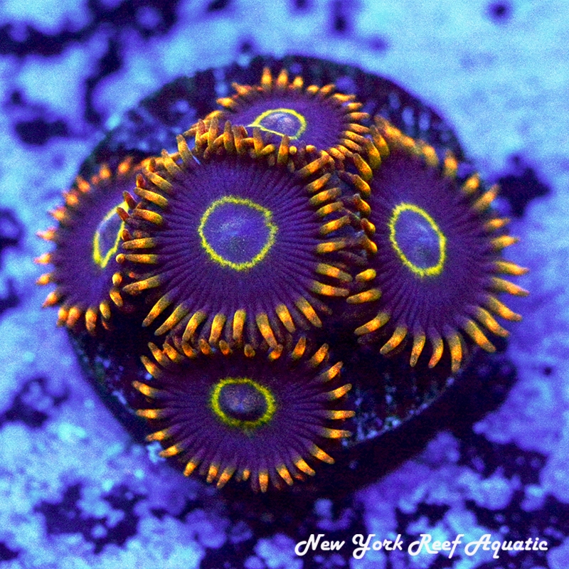 Rainbow Hornet Zoanthids
New York Reef Aquatic
Zoanthids