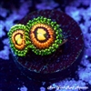 Rainbow Incinerator Zoanthids
New York Reef Aquatic
Zoanthids