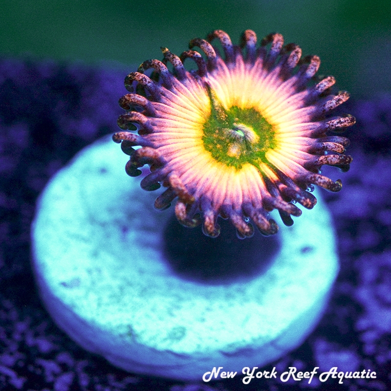 Rainbow Infusion Vampire Zoanthids
New York Reef Aquatic
Zoanthids