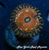 NYRA Thunderbird Zoanthid