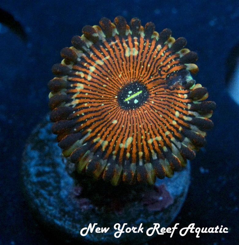 NYRA Thunderbird Zoanthid