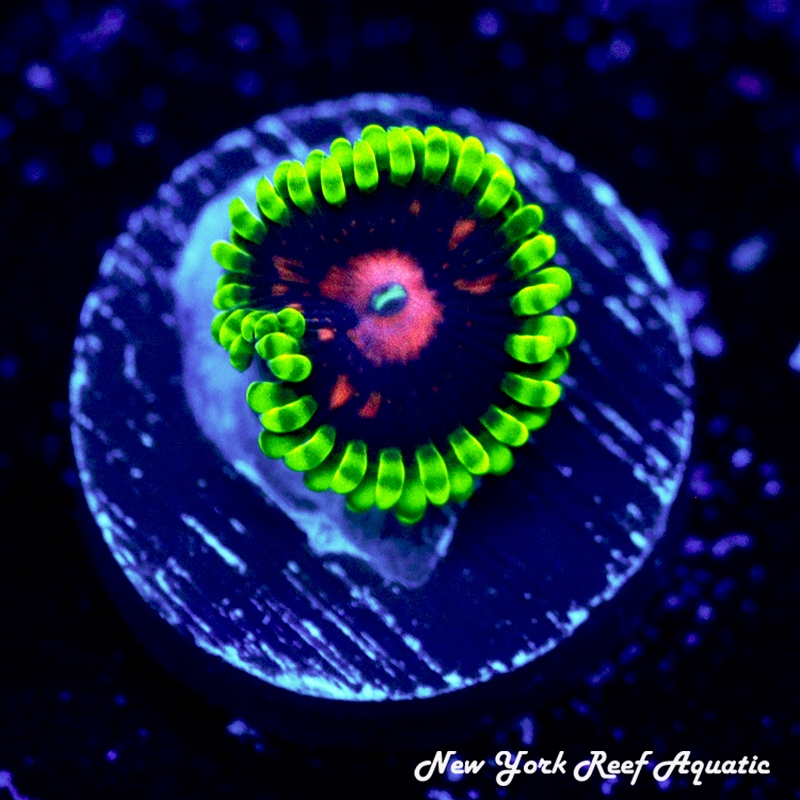 Scarlet Fever Zoanthids
New York Reef Aquatic
Zoanthids