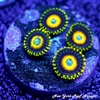 Scrambled Egg Zoanthids
New York Reef Aquatic
NYRA
Zoanthids