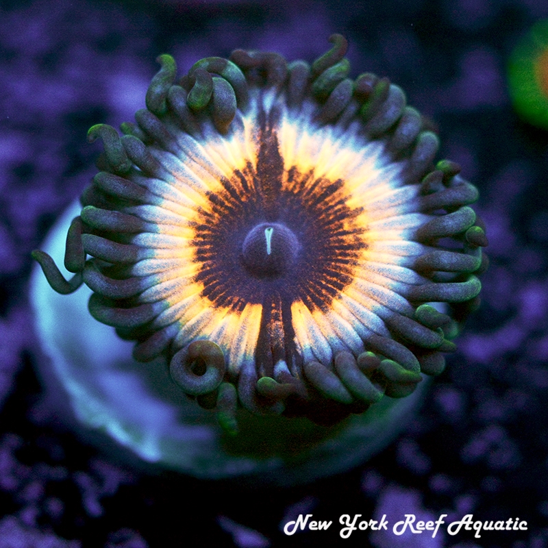 Sonic Flare Zoanthids
New York Reef Aquatic
Zoanthids