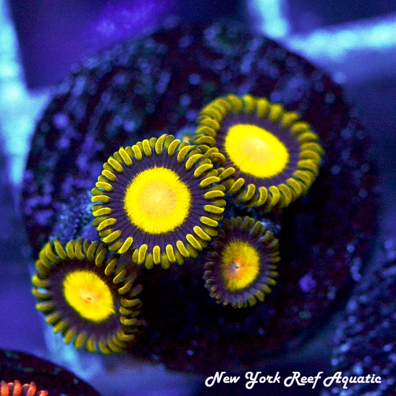 Sundrops Zoanthids
New York Reef Aquatic
Zoanthids