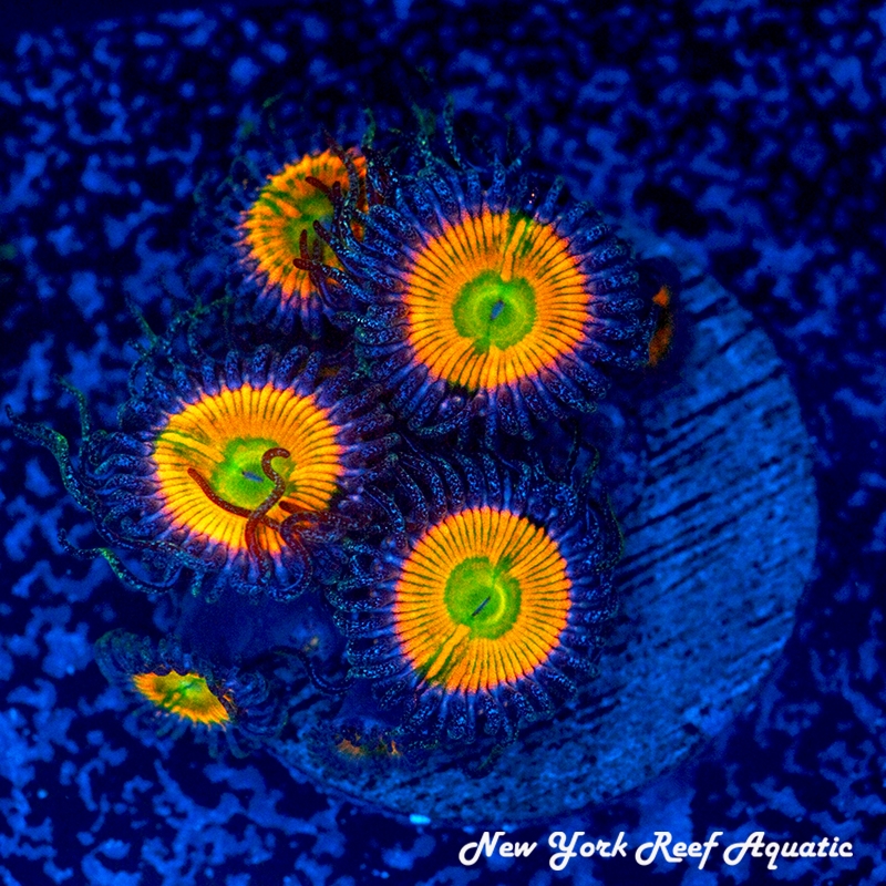 Sunny D Zoanthids
New York Reef Aquatic 
NYRA
Zoanthids
Sunny D