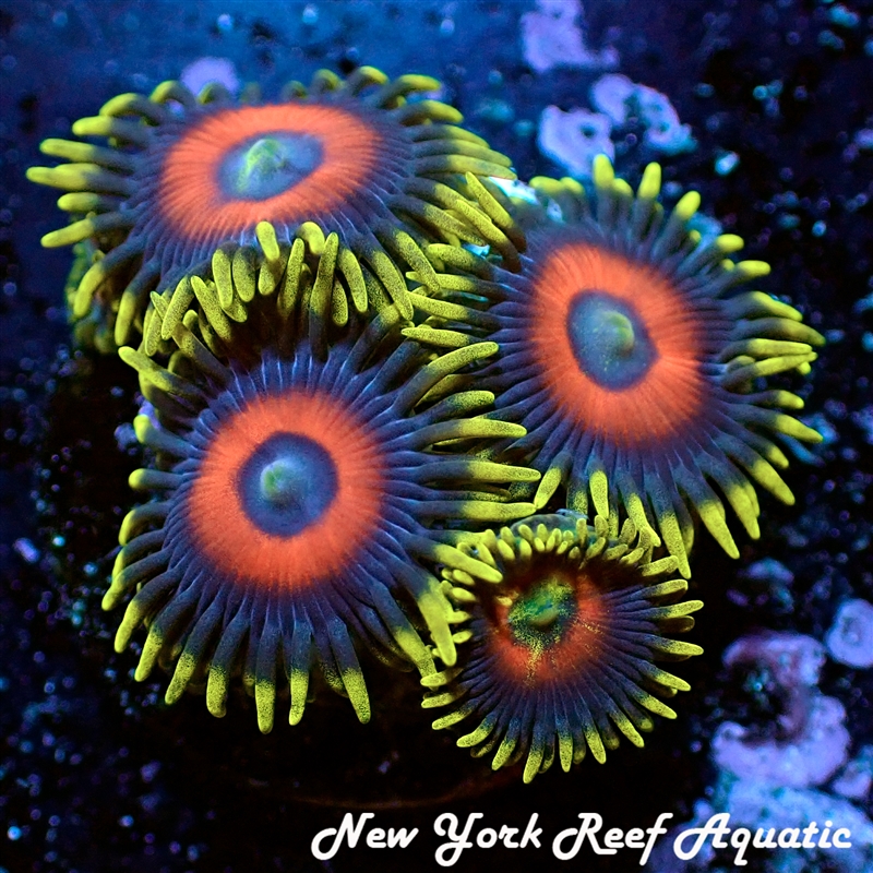 Super Saiyan Zoanthids
New York Reef Aquatic
NYRA
Corals
Zoanthids
Reefs