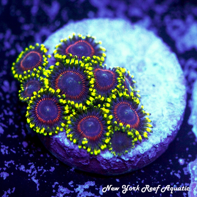 Flaming Rainbow Red Zoanthids