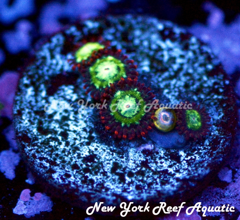 Treehouse On Fire Zoanthid
New York Reef Aquatic