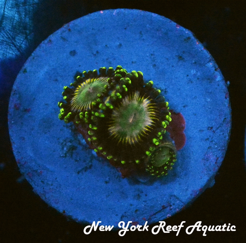 Twinkle Toes Zoanthid