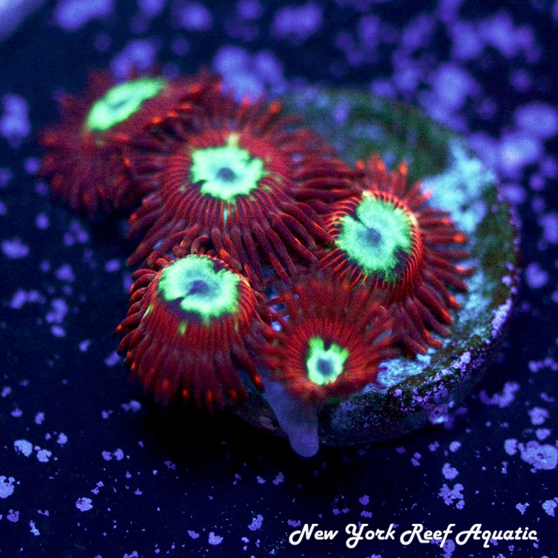 UC Hotshot Zoanthids
New York Reef Aquatic
Coral
Zoanthids
Reef