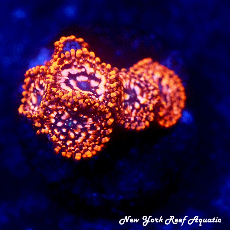 Utter Chaos Zoanthids
New York Reef Aquatic
Zoanthids